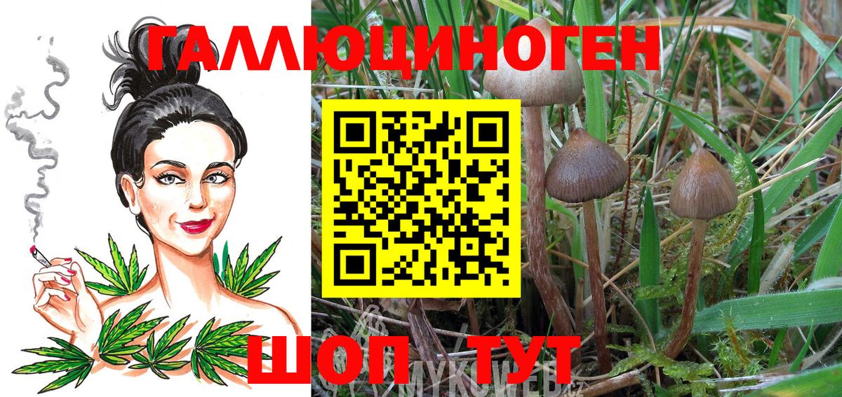 дарнет шоп  Вход с VPN  Псилоцибиновые грибы мухоморы  Краснознаменск  Галлюциногенные грибы GOLDEN TEACHER 